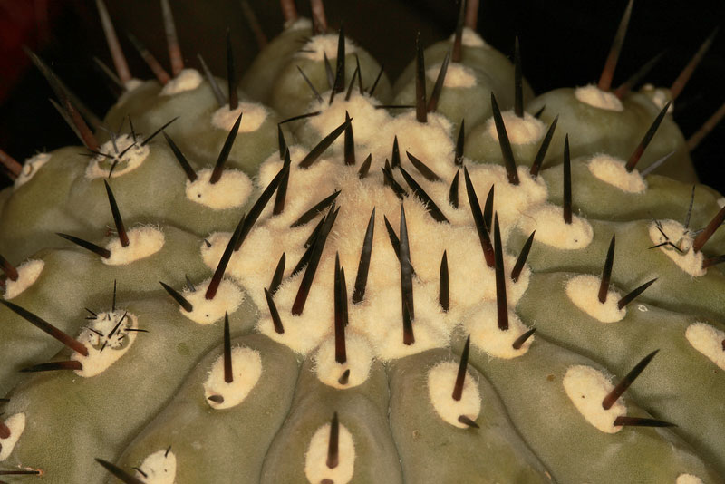 Copiapoa cinerea